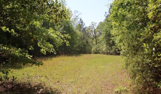Photo of REDUCED!  443.3 Acres of Farm and Timber Land For Sale In Pamlico County NC!