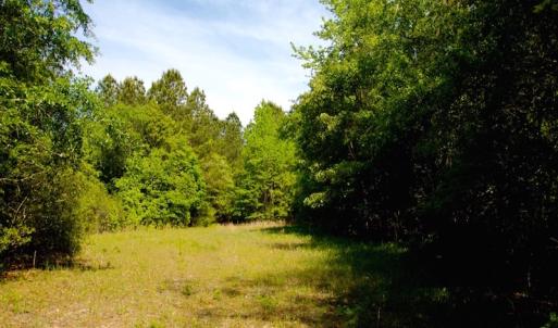 Photo of REDUCED!  443.3 Acres of Farm and Timber Land For Sale In Pamlico County NC!