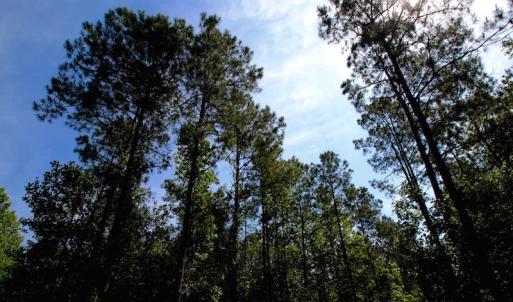 Photo of REDUCED!  443.3 Acres of Farm and Timber Land For Sale In Pamlico County NC!