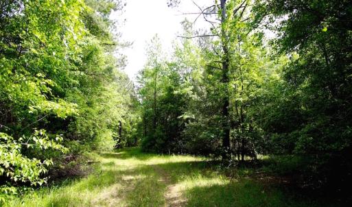 Photo of REDUCED!  443.3 Acres of Farm and Timber Land For Sale In Pamlico County NC!