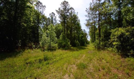 Photo of REDUCED!  443.3 Acres of Farm and Timber Land For Sale In Pamlico County NC!