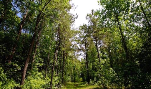 Photo of REDUCED!  443.3 Acres of Farm and Timber Land For Sale In Pamlico County NC!
