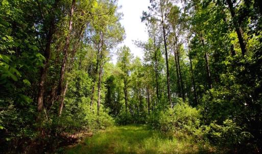 Photo of REDUCED!  443.3 Acres of Farm and Timber Land For Sale In Pamlico County NC!