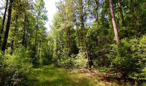 Photo of REDUCED!  443.3 Acres of Farm and Timber Land For Sale In Pamlico County NC!