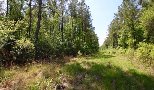 Photo of REDUCED!  443.3 Acres of Farm and Timber Land For Sale In Pamlico County NC!