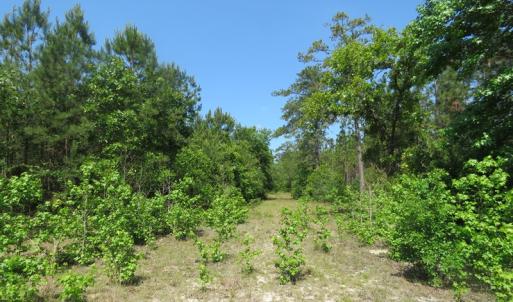 Photo of SOLD  93 Acres of Hunting Land For Sale in Bladen County NC!