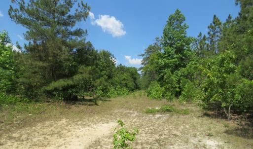 Photo of SOLD  93 Acres of Hunting Land For Sale in Bladen County NC!