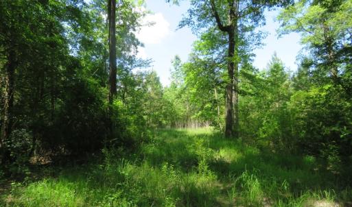 Photo of SOLD  93 Acres of Hunting Land For Sale in Bladen County NC!