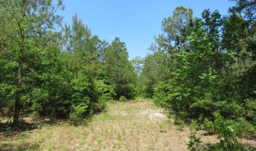 Photo of SOLD  93 Acres of Hunting Land For Sale in Bladen County NC!