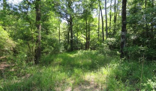 Photo of SOLD  93 Acres of Hunting Land For Sale in Bladen County NC!