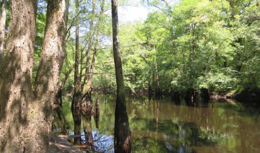 Photo of SOLD  93 Acres of Hunting Land For Sale in Bladen County NC!