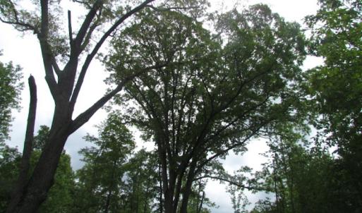 Photo of UNDER CONTRACT!  665 Acres of Hunting and Investment Land For Sale in Fluvanna County VA!