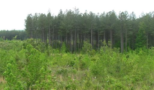Photo of UNDER CONTRACT!  665 Acres of Hunting and Investment Land For Sale in Fluvanna County VA!