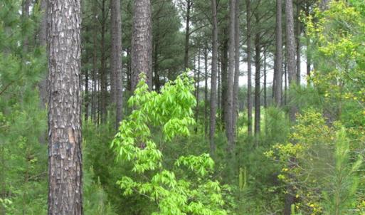 Photo of UNDER CONTRACT!  665 Acres of Hunting and Investment Land For Sale in Fluvanna County VA!