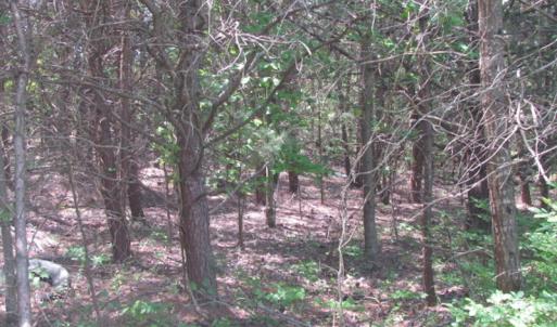 Photo of SOLD!  25 Acres of Hunting Land with Home Site For Sale in Fluvanna County VA!