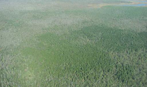 Photo of SOLD!  998 Acres of Riverfront Hunting Land For Sale in Camden County NC!