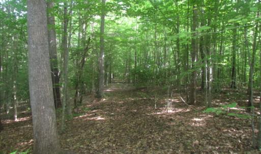 Photo of UNDER CONTRACT!  18 Acres of Hunting and Timber Land For Sale in Gloucester County VA!