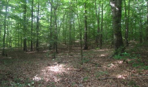 Photo of UNDER CONTRACT!  18 Acres of Hunting and Timber Land For Sale in Gloucester County VA!