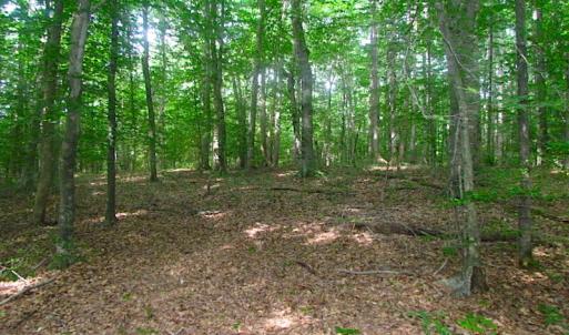Photo of UNDER CONTRACT!  18 Acres of Hunting and Timber Land For Sale in Gloucester County VA!