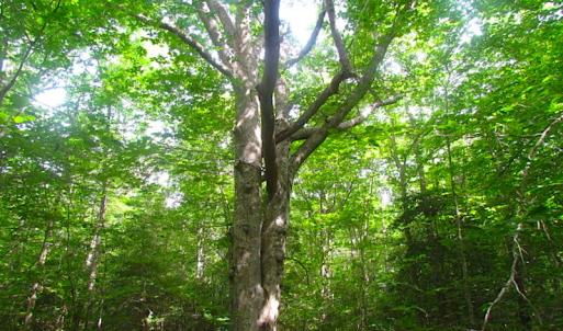Photo of UNDER CONTRACT!  18 Acres of Hunting and Timber Land For Sale in Gloucester County VA!