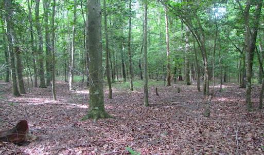 Photo of UNDER CONTRACT!  18 Acres of Hunting and Timber Land For Sale in Gloucester County VA!