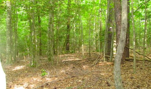 Photo of UNDER CONTRACT!  18 Acres of Hunting and Timber Land For Sale in Gloucester County VA!