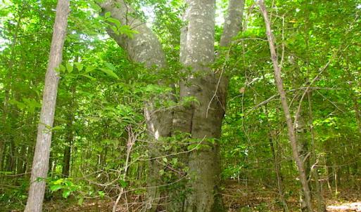 Photo of UNDER CONTRACT!  18 Acres of Hunting and Timber Land For Sale in Gloucester County VA!