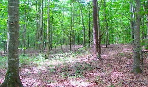 Photo of UNDER CONTRACT!  18 Acres of Hunting and Timber Land For Sale in Gloucester County VA!