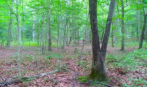 Photo of UNDER CONTRACT!  18 Acres of Hunting and Timber Land For Sale in Gloucester County VA!
