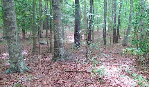 Photo of UNDER CONTRACT!  18 Acres of Hunting and Timber Land For Sale in Gloucester County VA!