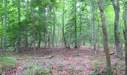 Photo of UNDER CONTRACT!  18 Acres of Hunting and Timber Land For Sale in Gloucester County VA!