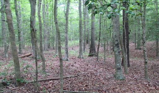 Photo of UNDER CONTRACT!  18 Acres of Hunting and Timber Land For Sale in Gloucester County VA!