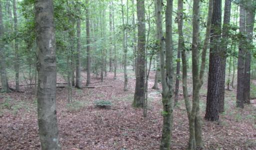 Photo of UNDER CONTRACT!  18 Acres of Hunting and Timber Land For Sale in Gloucester County VA!