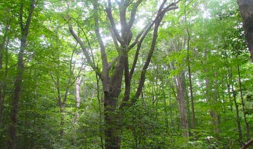 Photo of UNDER CONTRACT!  18 Acres of Hunting and Timber Land For Sale in Gloucester County VA!