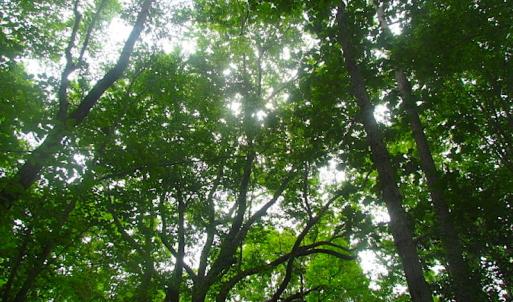 Photo of UNDER CONTRACT!  18 Acres of Hunting and Timber Land For Sale in Gloucester County VA!
