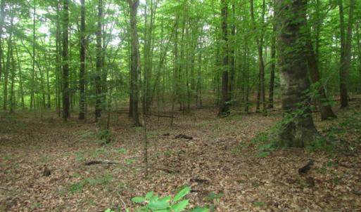 Photo of UNDER CONTRACT!  18 Acres of Hunting and Timber Land For Sale in Gloucester County VA!