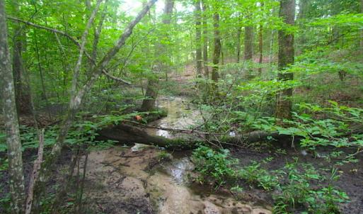 Photo of UNDER CONTRACT!  18 Acres of Hunting and Timber Land For Sale in Gloucester County VA!