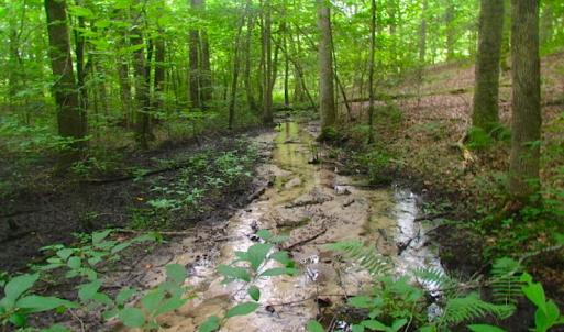 Photo of UNDER CONTRACT!  18 Acres of Hunting and Timber Land For Sale in Gloucester County VA!