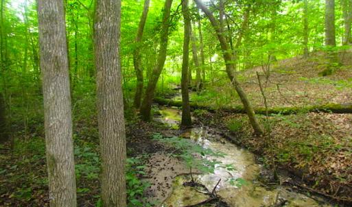 Photo of UNDER CONTRACT!  18 Acres of Hunting and Timber Land For Sale in Gloucester County VA!