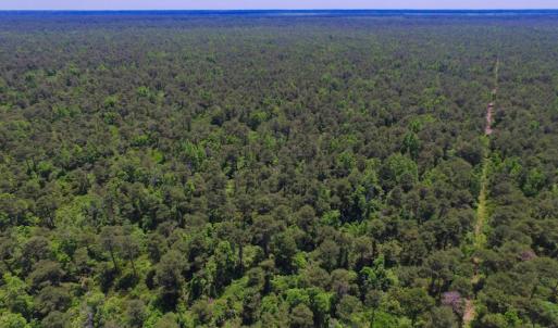 Photo of UNDER CONTRACT!  180 Acres of Hunting Land For Sale in Hyde County NC!