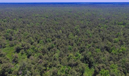 Photo of UNDER CONTRACT!  180 Acres of Hunting Land For Sale in Hyde County NC!