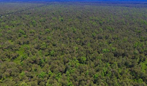 Photo of UNDER CONTRACT!  180 Acres of Hunting Land For Sale in Hyde County NC!