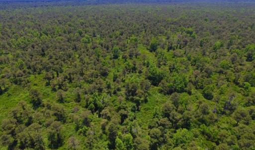 Photo of UNDER CONTRACT!  180 Acres of Hunting Land For Sale in Hyde County NC!
