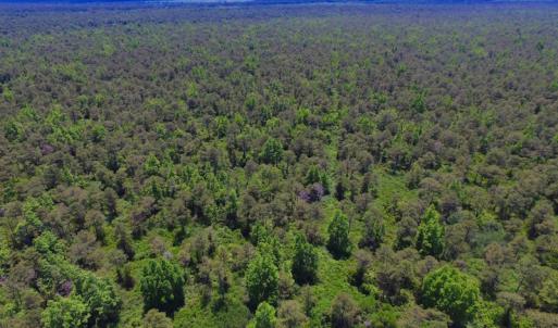Photo of UNDER CONTRACT!  180 Acres of Hunting Land For Sale in Hyde County NC!