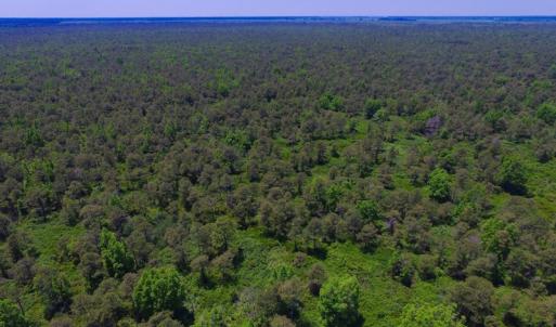 Photo of UNDER CONTRACT!  180 Acres of Hunting Land For Sale in Hyde County NC!
