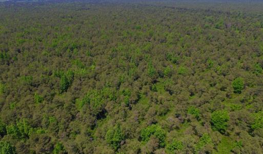 Photo of UNDER CONTRACT!  180 Acres of Hunting Land For Sale in Hyde County NC!