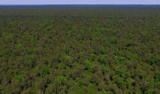 Photo of UNDER CONTRACT!  180 Acres of Hunting Land For Sale in Hyde County NC!