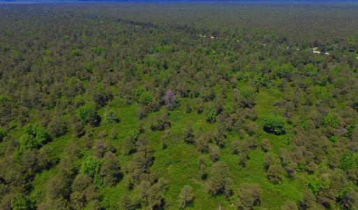 Photo of UNDER CONTRACT!  180 Acres of Hunting Land For Sale in Hyde County NC!