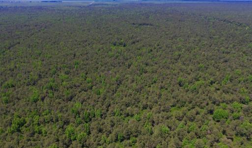 Photo of UNDER CONTRACT!  180 Acres of Hunting Land For Sale in Hyde County NC!