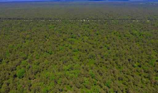 Photo of UNDER CONTRACT!  180 Acres of Hunting Land For Sale in Hyde County NC!